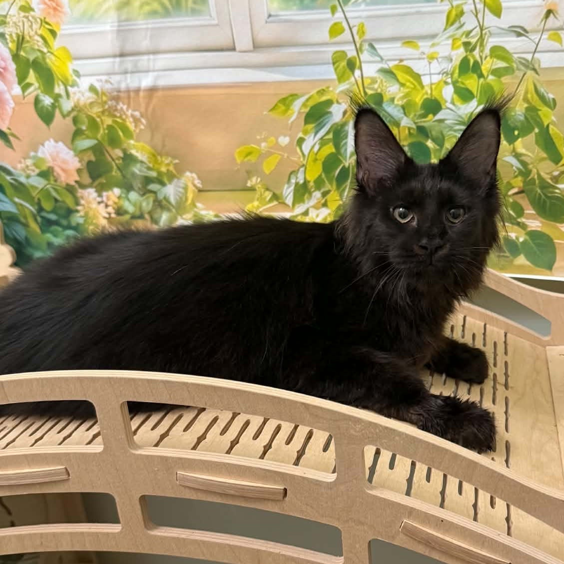 Xandra Maine Coon female, black