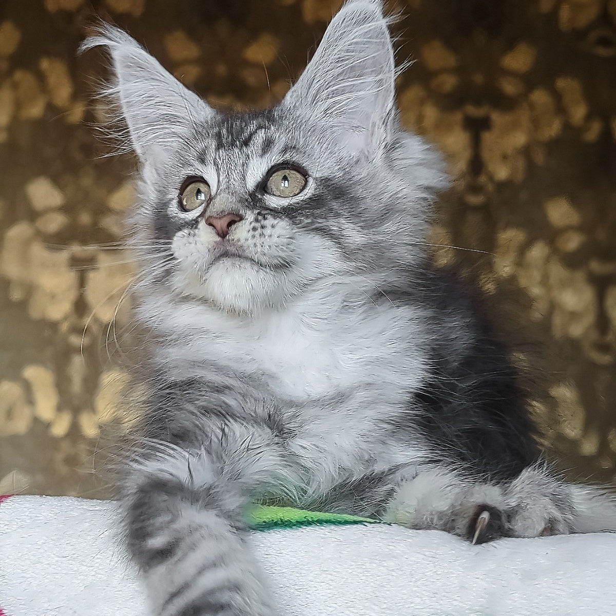 Izida Maine Coon female, black silver tabby