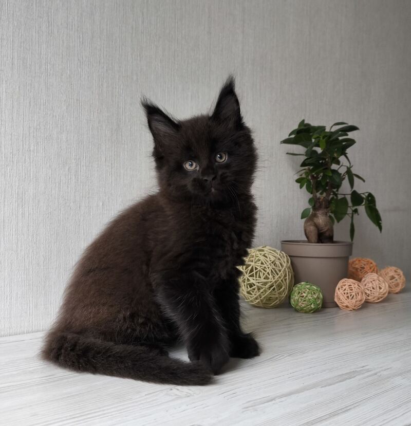 Graf Maine Coon male, black