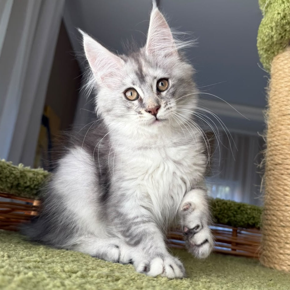 Jess Maine Coon female, blue tortie silver ticked tabby