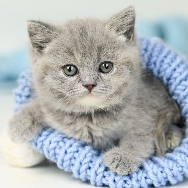 Perseya British Shorthair female, blue tortie