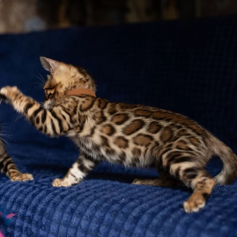 Winston Bengal male, black spotted tabby