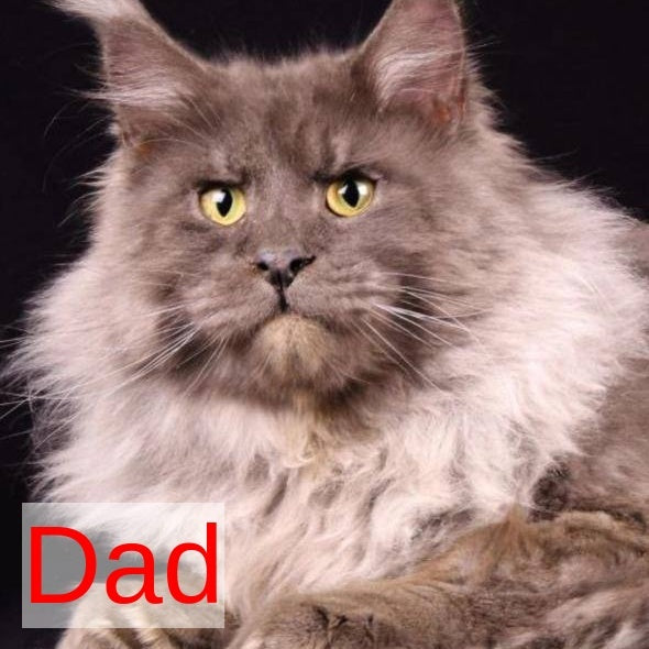 Katherine Maine Coon female, black silver