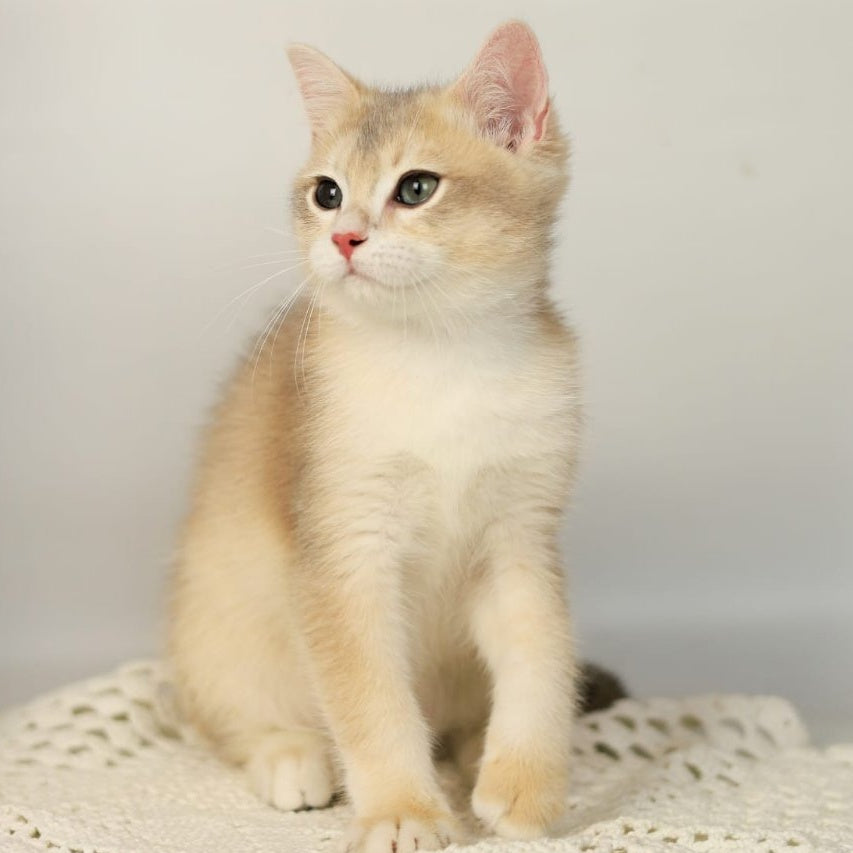 Samuel British Shorthair male, blue golden chinchilla