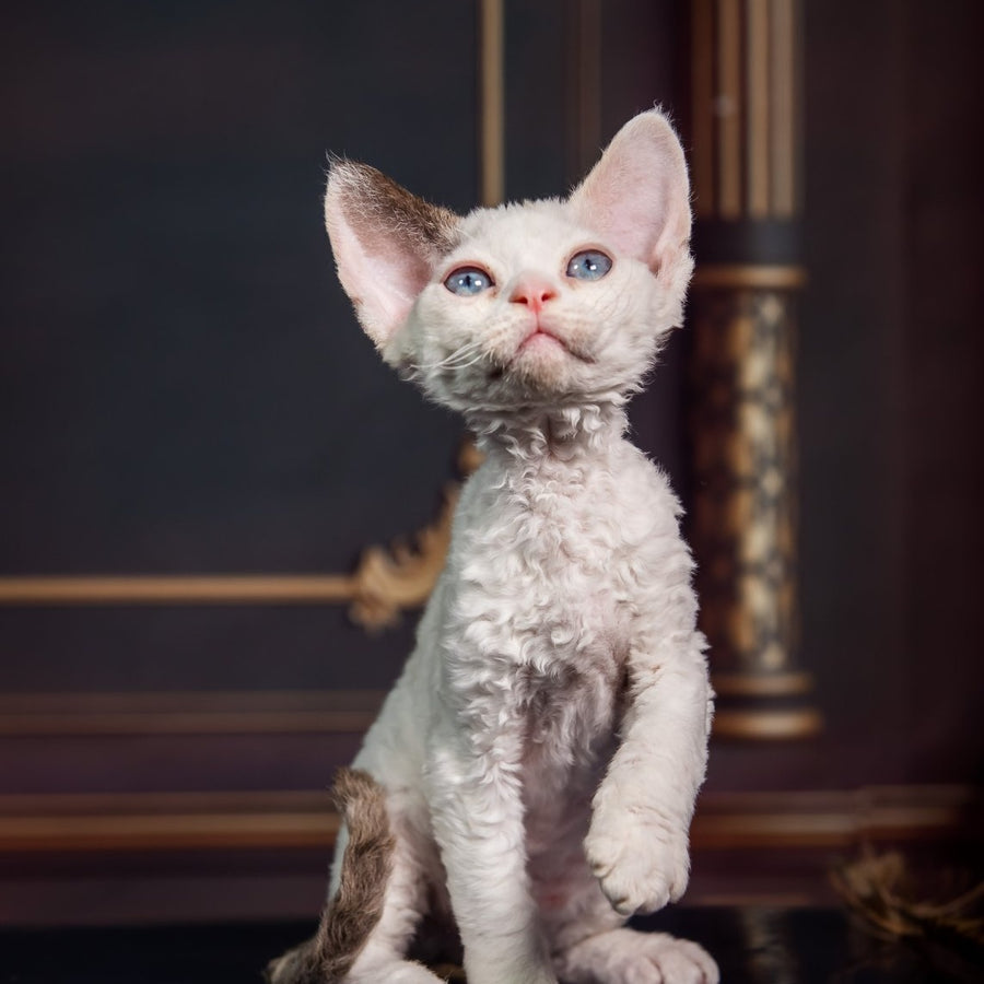 Karamel Devon Rex female, blue tortie pointed
