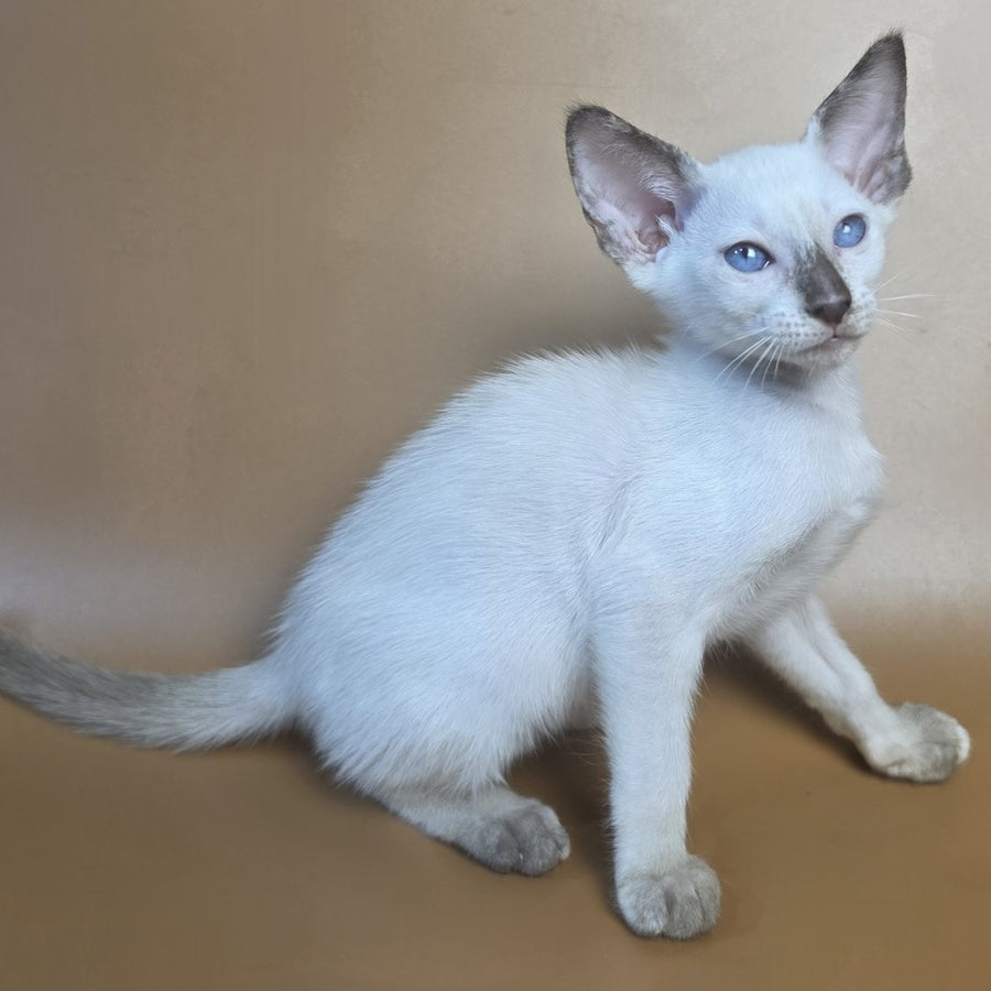 Eir Siamese female, black tortie