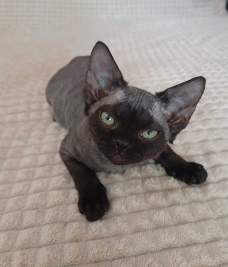 Jinnah Devon Rex female, black