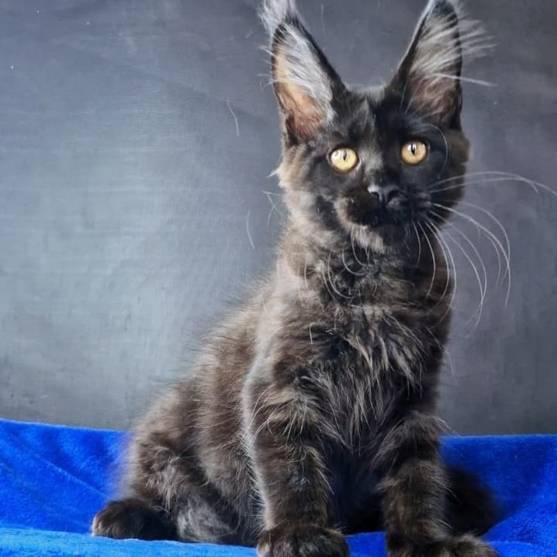 Kira Loren Maine Coon female, black