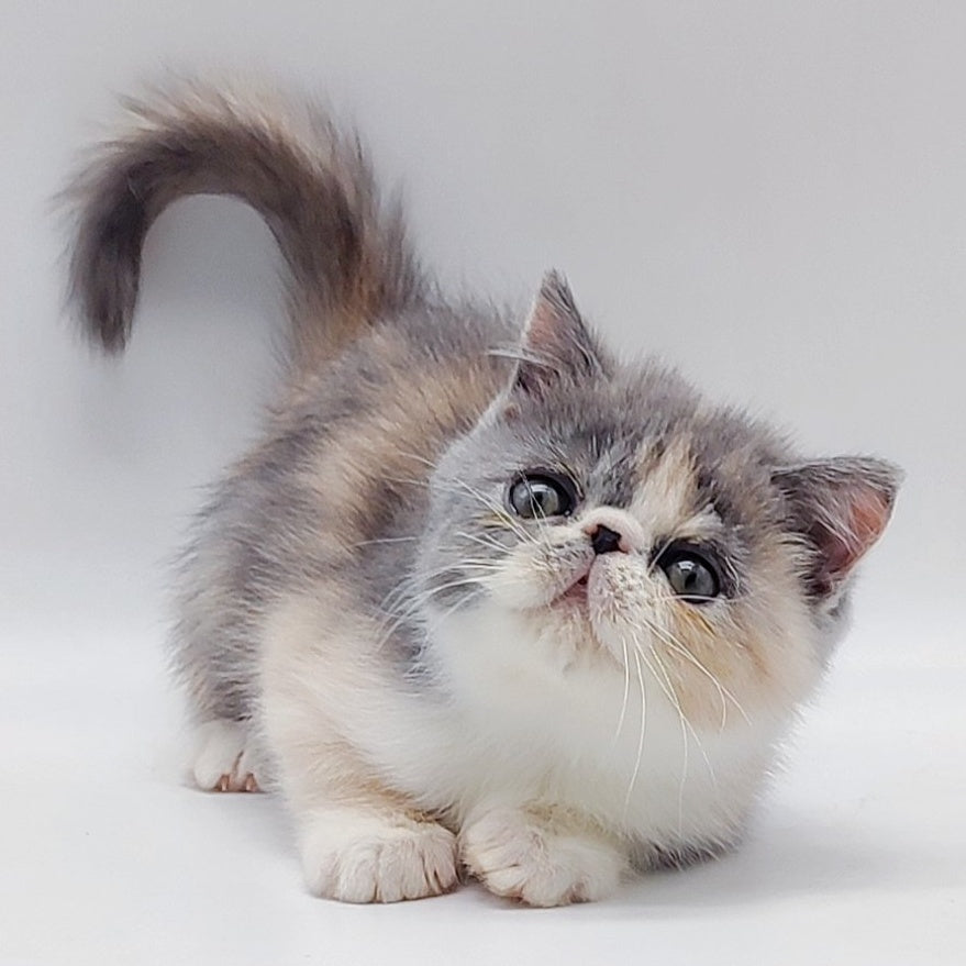 Julia Exotic female, blue tortie bicolour