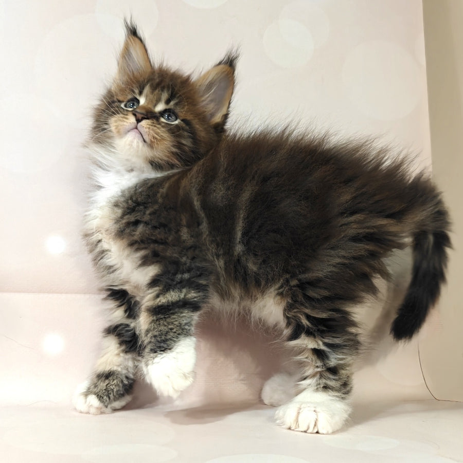 Sheriff Maine Coon polydactyl 6x6x6x6 male, black tabby with white