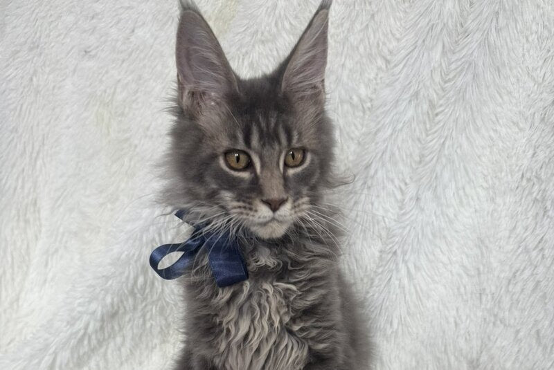 Floyd Maine Coon male, blue tabby