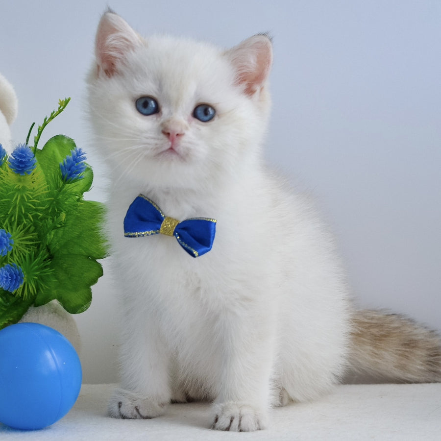 Ilan British Shorthair male, black golden shaded pointed