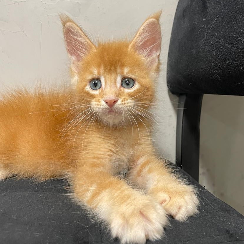 Venya Maine Coon male, red
