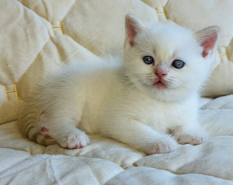 Elio British Shorthair male, red golden shaded pointed