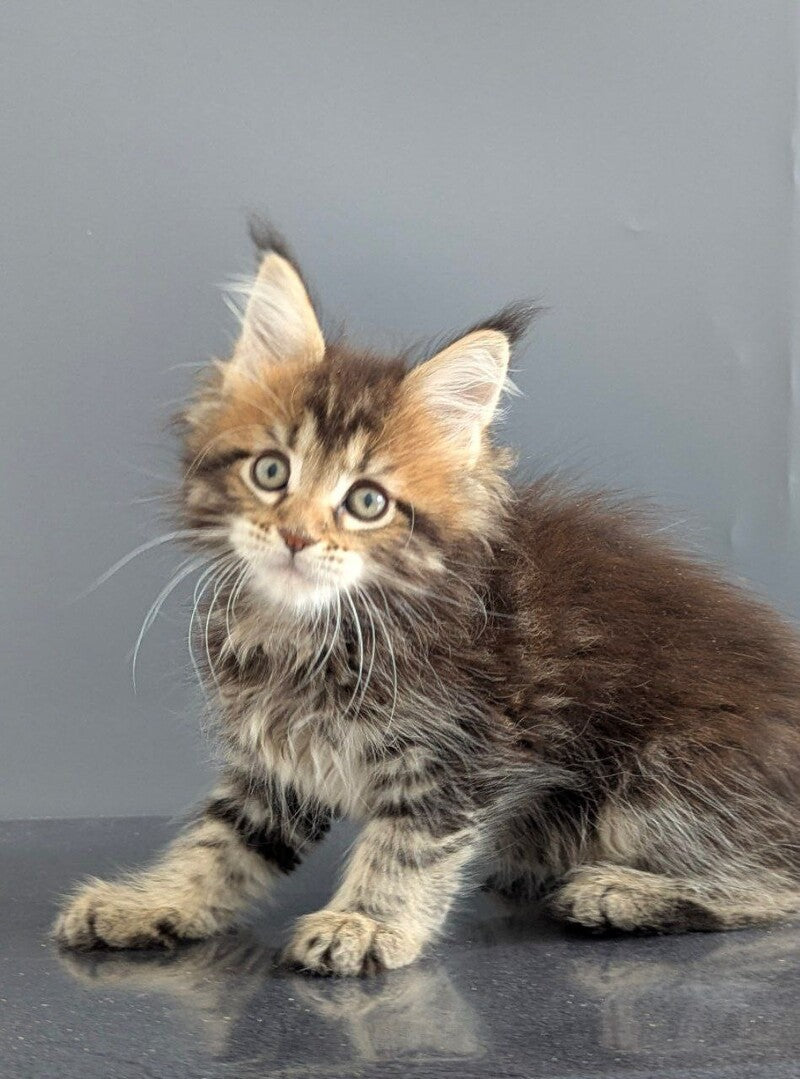 Oira Maine Coon female black tabby live animals