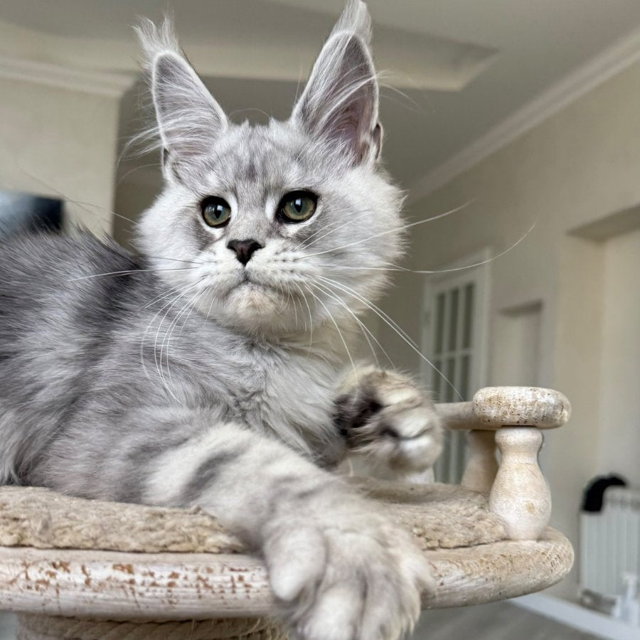 Paris Maine Coon male, black silver tabby