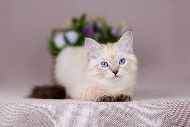 Halva Siberian female black tabby pointed - live animals