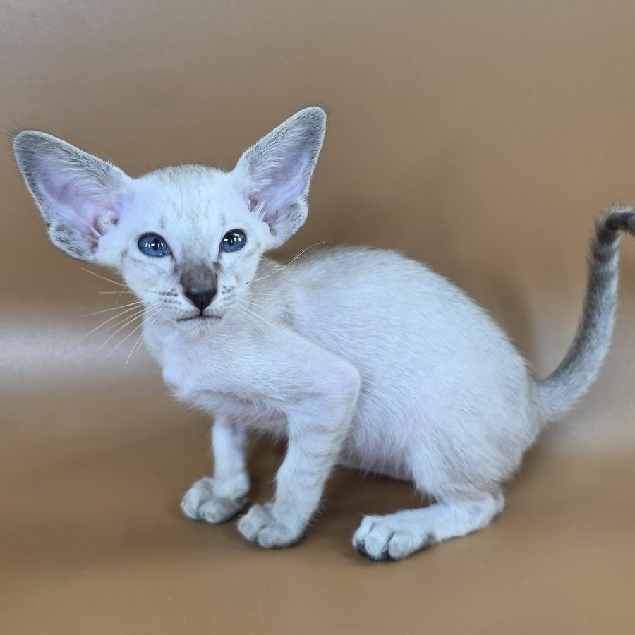 Yasmin Siamese female, black spotted tabby