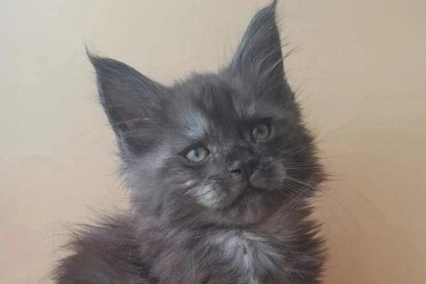 Dustin Maine Coon male black silver live animals