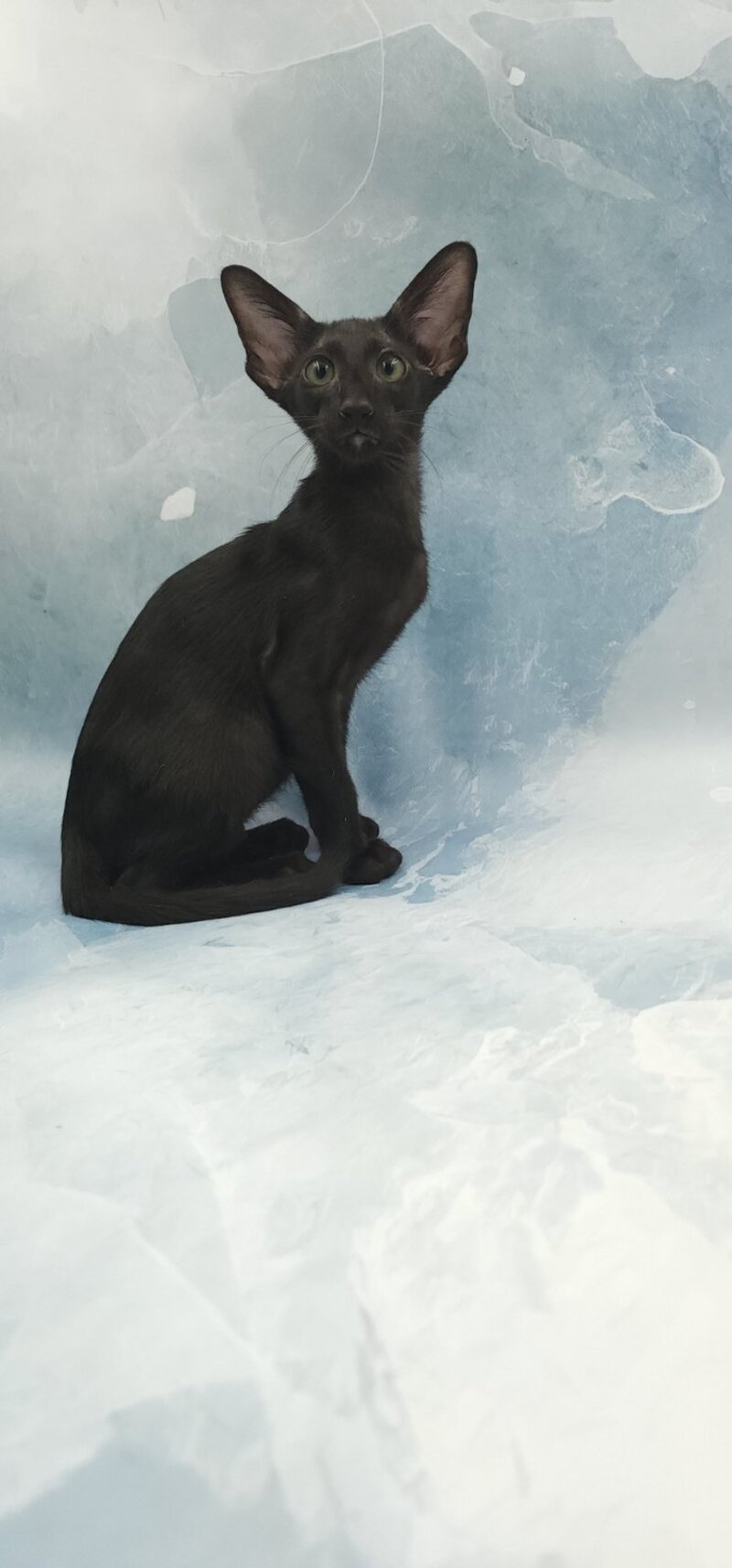 Otto Oriental Shorthair male, black