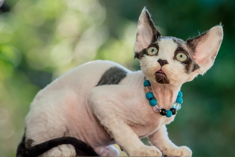 Luke Devon Rex male, black harlequin