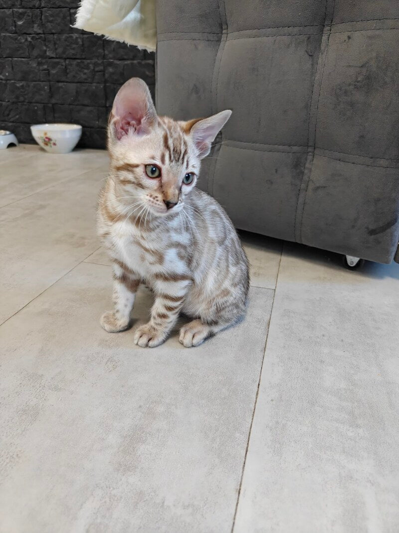 Henly Bengal male black spotted tabby pointed - live animals