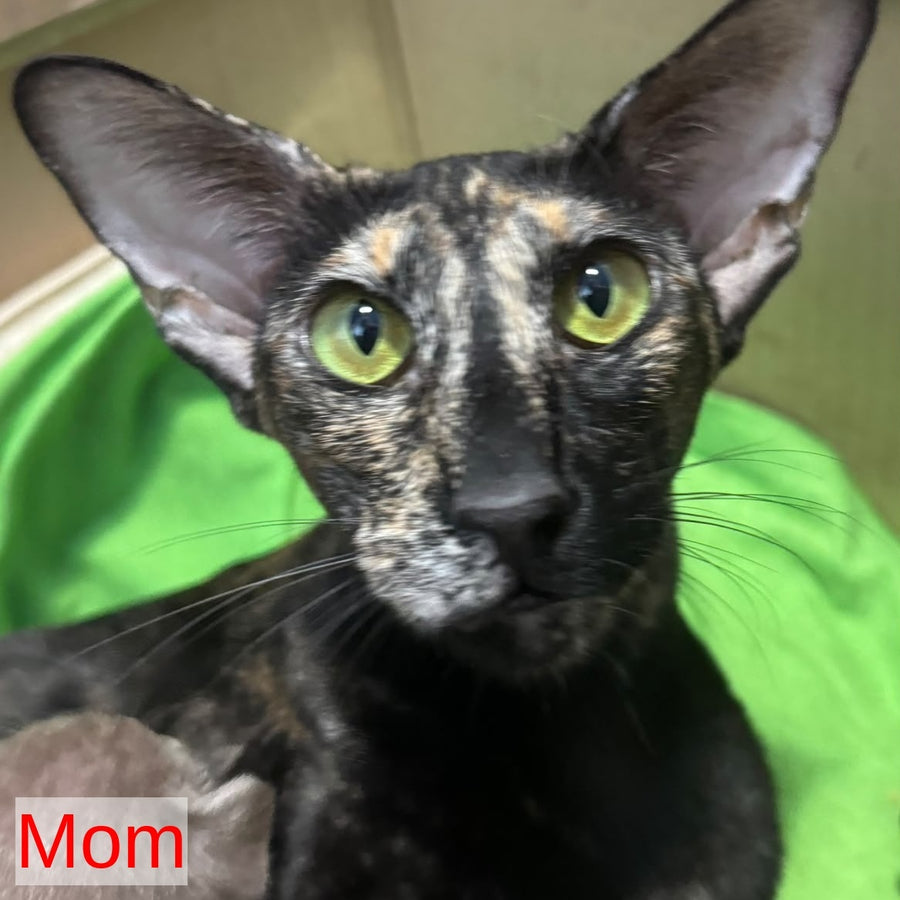 Latifa Oriental Shorthair female, blue tortie