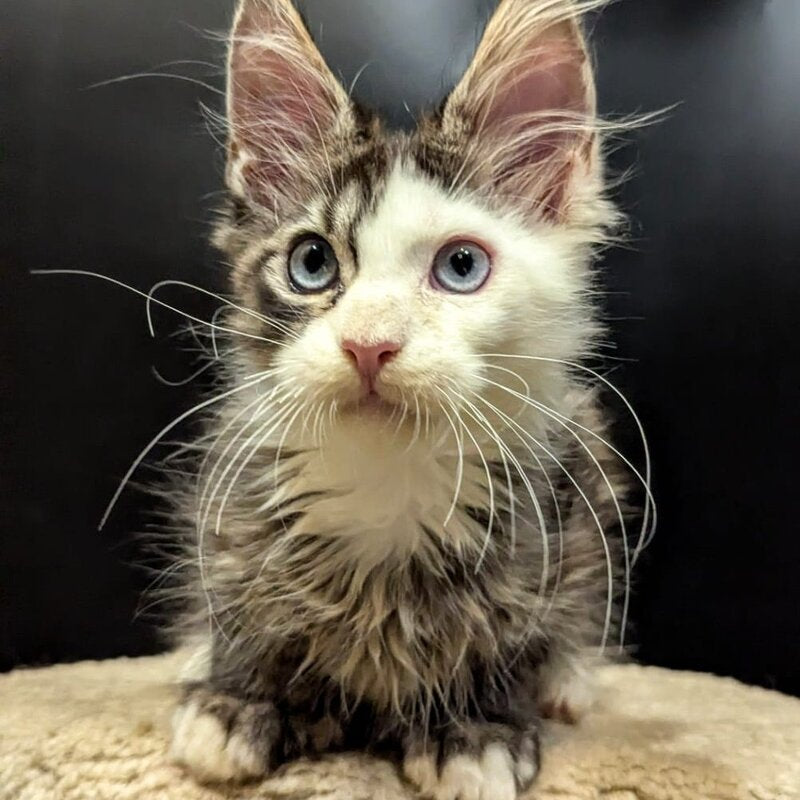 Domino Maine Coon polydactyl 6x6x6x6 male, black ticked tabby bicolour