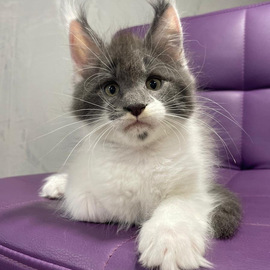 Semyon Maine Coon male, blue bicolour