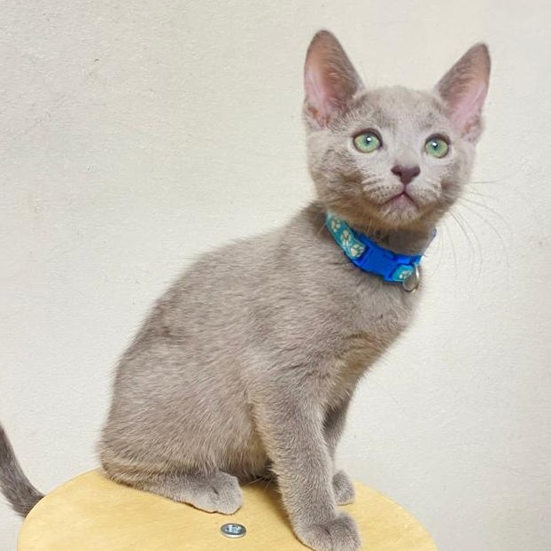 Frant Russian Blue male, blue