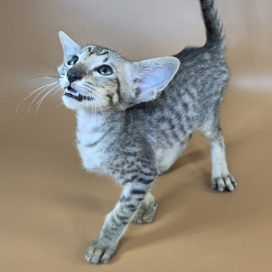 Yorick Oriental Shorthair male, black spotted tabby