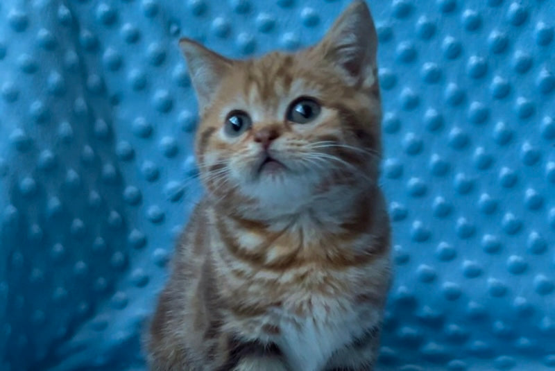 Wailani British Shorthair female, chocolate tabby