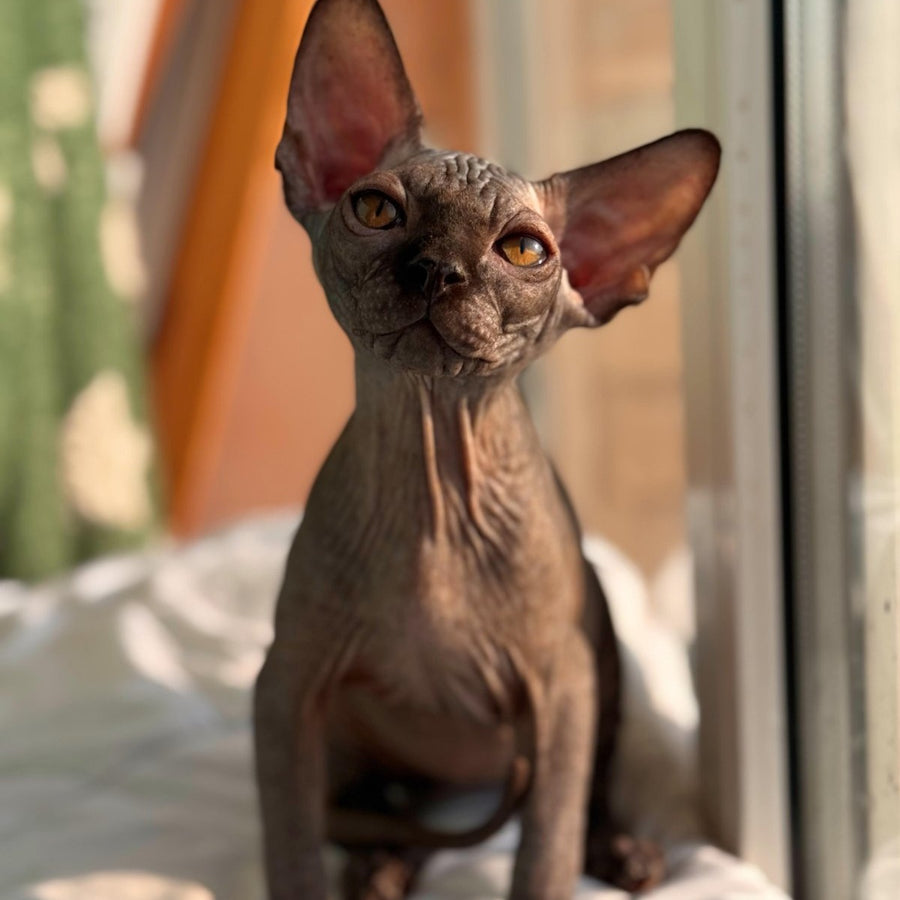 Elvis Canadian Sphynx male, black