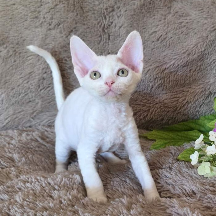 Waikiki Devon Rex female, white