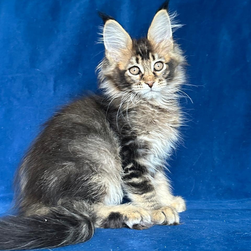 Maggie Maine Coon female, black ticked tabby