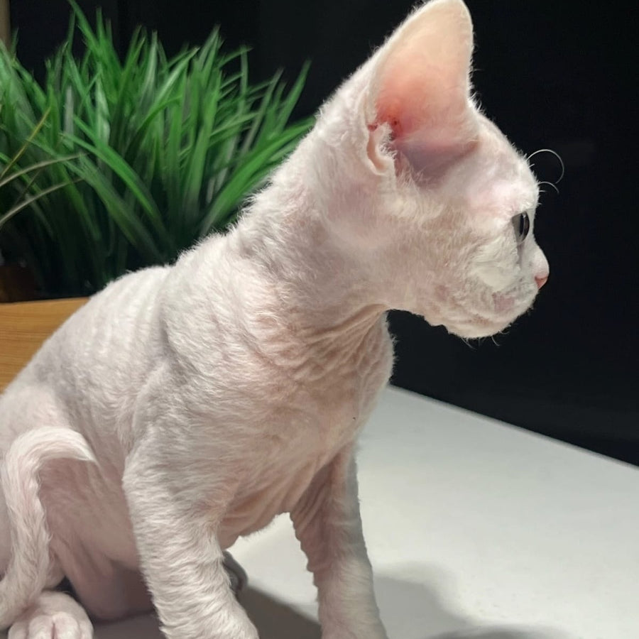 Pixi Devon Rex male, white