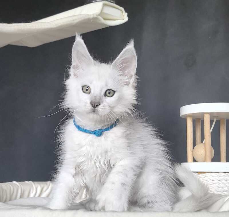 Urman Maine Coon polydactyl male, black silver chinchilla