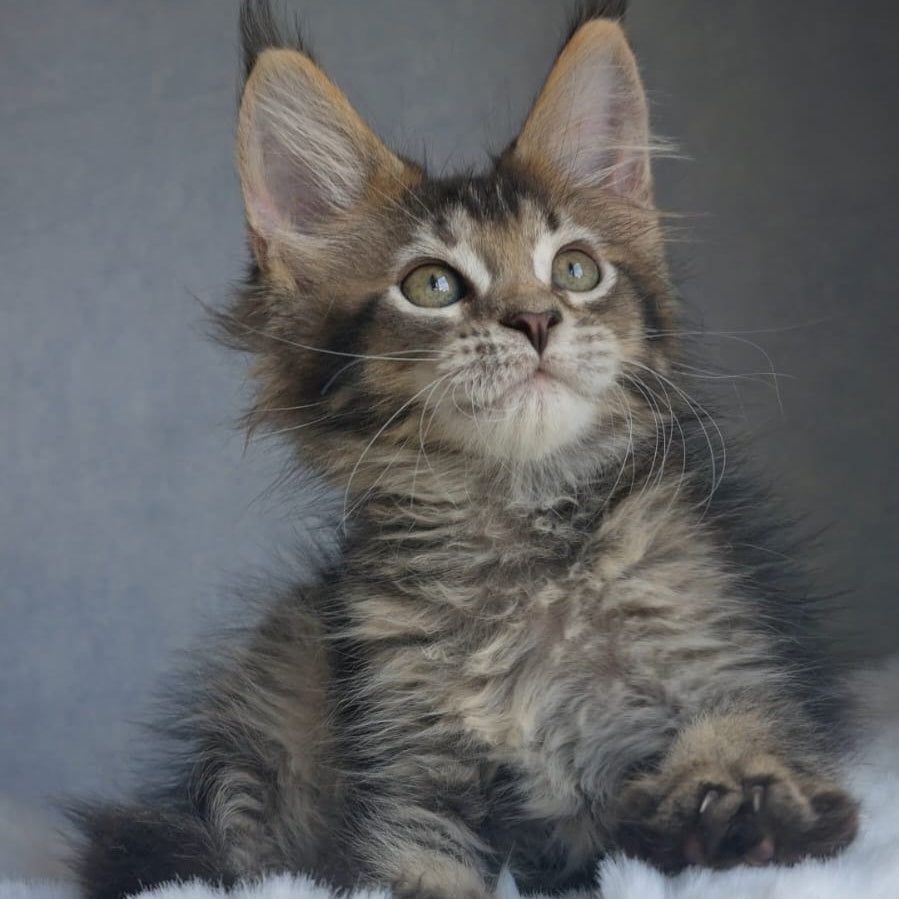 Pilar Maine Coon female, black ticked tabby