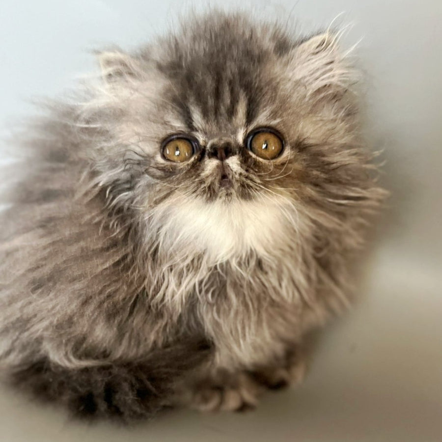 Balloo Persian male, blue silver spotted tabby