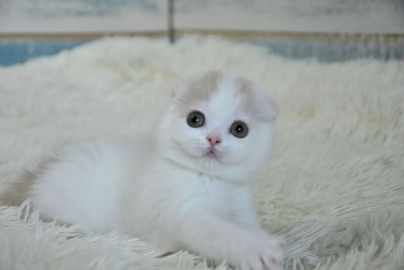 Kincan Scottish Fold male, cream tabby van