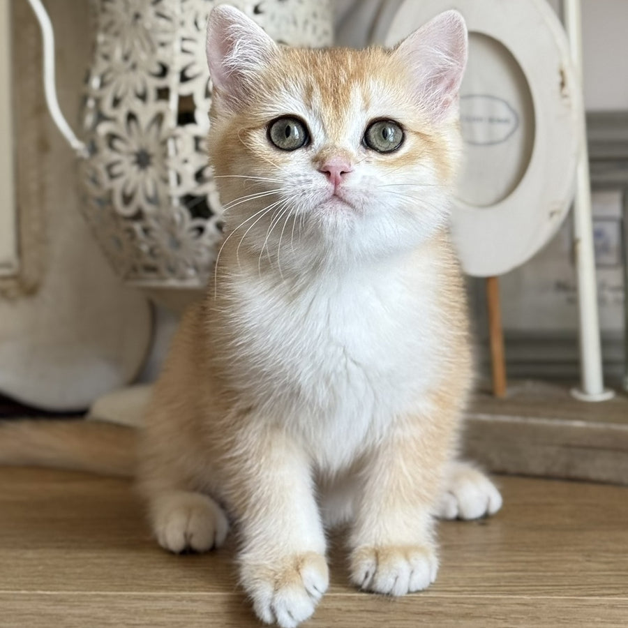 Mira British Shorthair female, black golden chinchilla