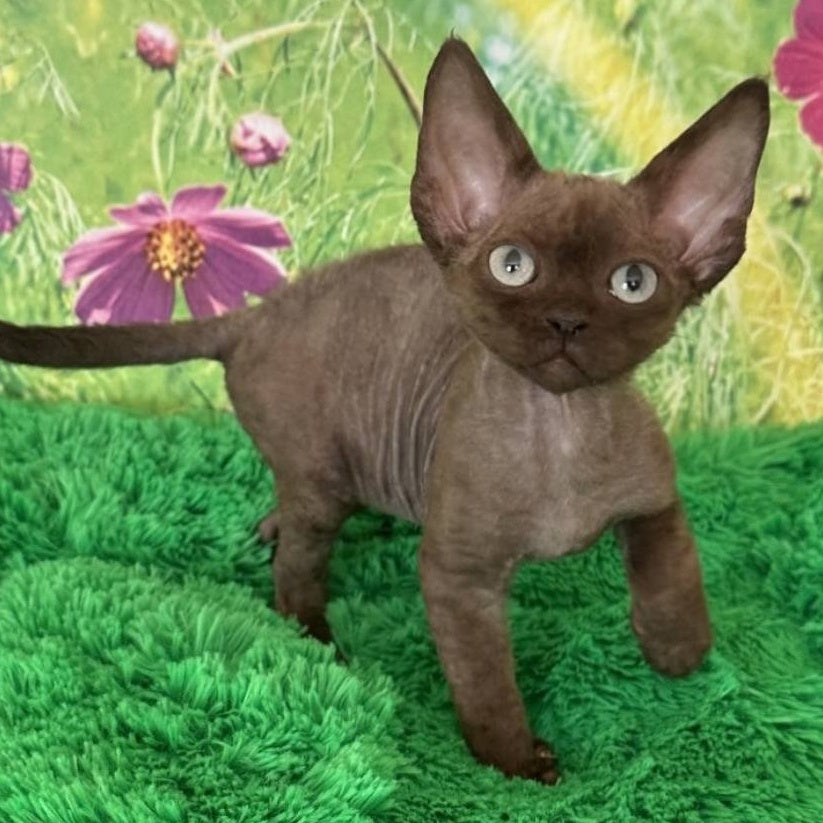 Ike Devon Rex male, chocolate