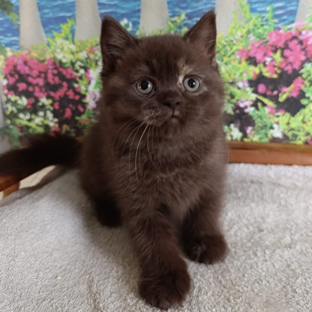 Matilda British Shorthair female, lilac tortie