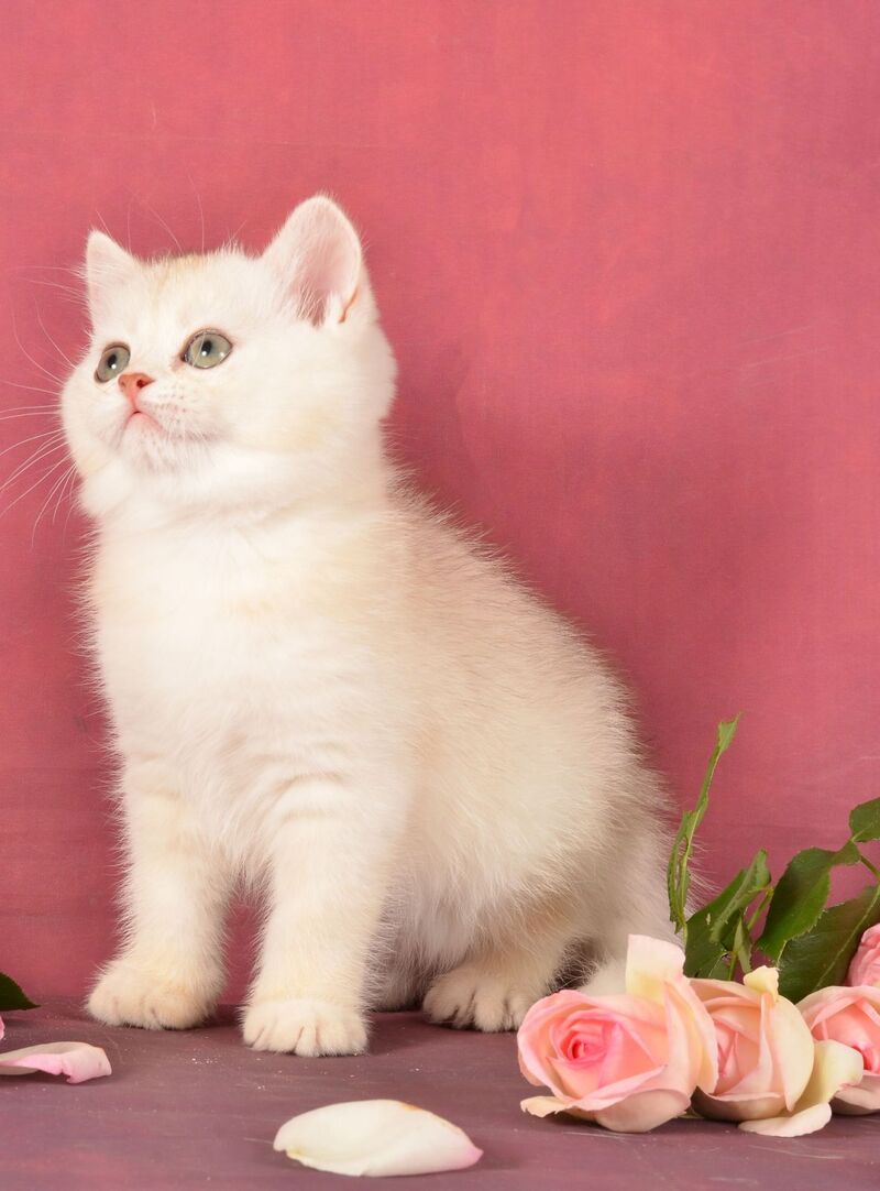Oliver Scottish Straight male, chocolate silver shaded