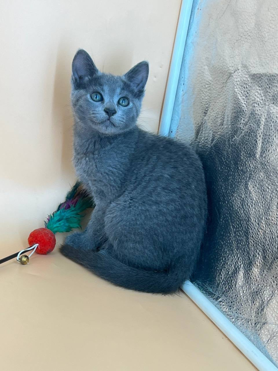 Kajra Russian Blue female, blue