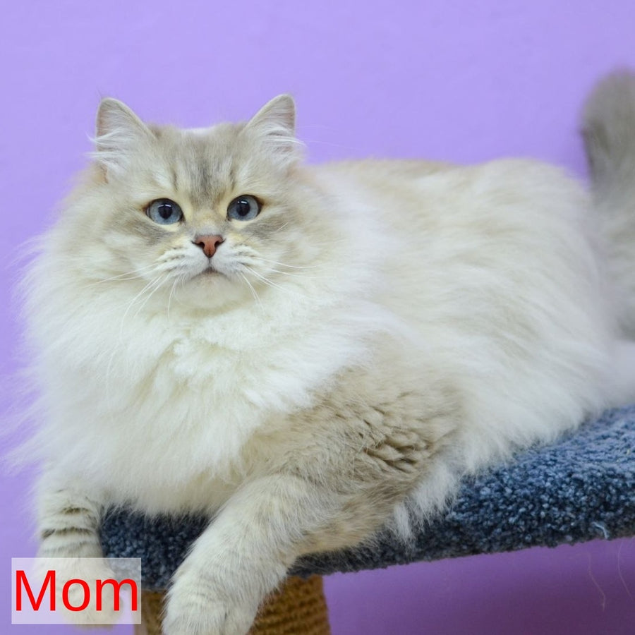 Ilusion Siberian male, black spotted tabby