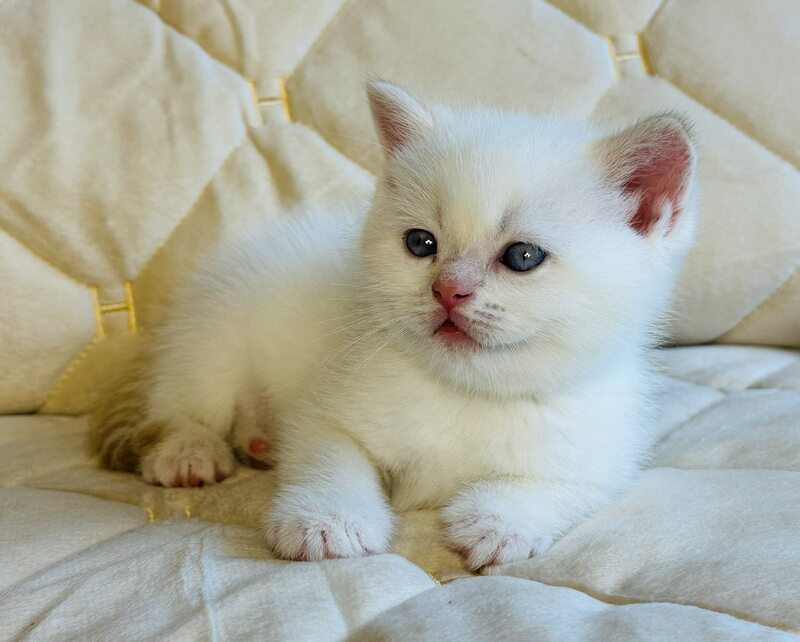 Elio British Shorthair male, red golden shaded pointed