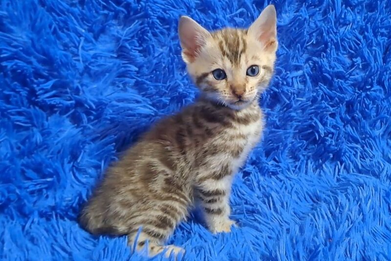 Kiki Bengal female black spotted tabby pointed - live animals