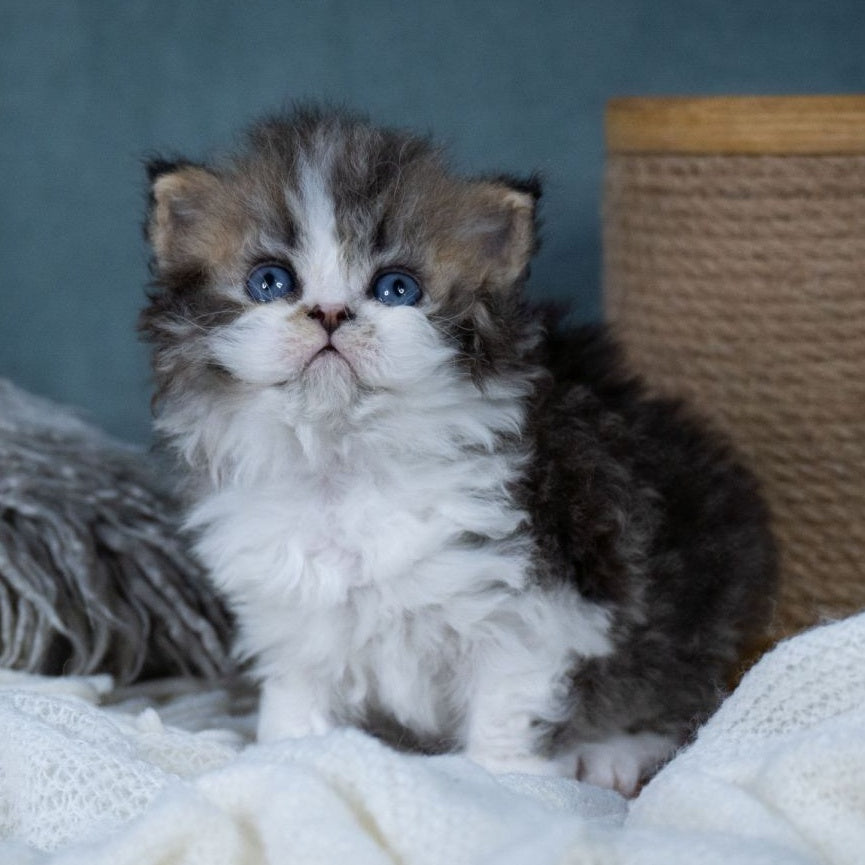 Gatsby Selkirk Rex male, black tabby with white