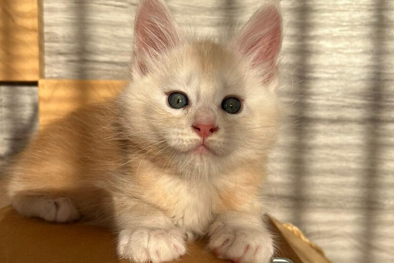 Piter Maine Coon male, red silver ticked tabby